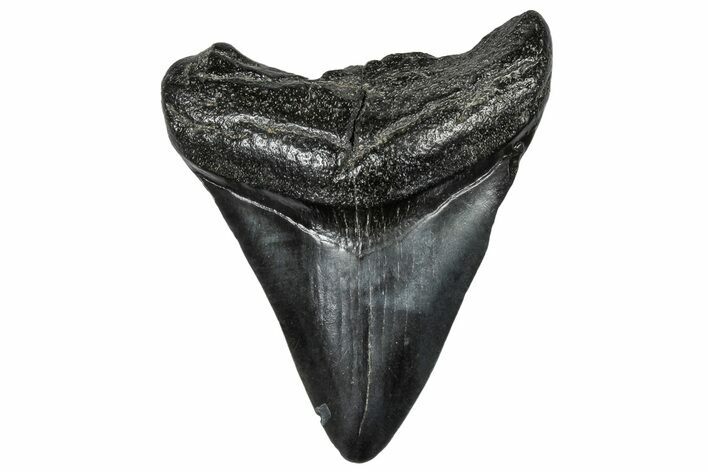 Juvenile Megalodon Tooth - South Carolina #297522